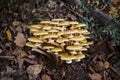 Armillaria mellea, commonly known as honey fungus Royalty Free Stock Photo