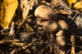 Armillaria mellea honey fungus -autumn edible mushrooms grow in the forest, background, close-up. Fall concept