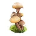 Armillaria mellea or honey fungus, basidiomycete mushroom closeup digital art illustration. Boletus has light yellow cap