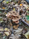 Armillaria mellea - Honey gel Hallimasch mushroom. Royalty Free Stock Photo