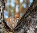 Armillaria mellea or honey mushrooms growing in the forest close-up