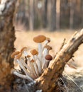 Armillaria mellea or honey mushrooms growing in the forest close-up