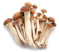 Armillaria mellea or honey mushrooms isolated on white background