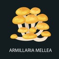 Armillaria mellea isolated, Wild Foraged Mushroom, Vector edible natural mushrooms in nature set, organic vegetable