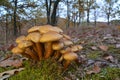 Armillaria mellea mushroom