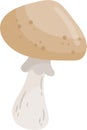 Armillaria Mellea Mushroom Plant