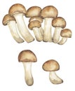 Armillaria mellea mushrooms illustration set, honey fungus clipart. Hand drawn watercolor mushroom isolated