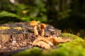 Armillaria mellea mushrooms, Two small mushrooms grow on a tree stump. The snail is a mushroom Royalty Free Stock Photo