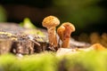 Armillaria mellea mushrooms, Two small mushrooms grow on a tree stump. The snail is a mushroom Royalty Free Stock Photo