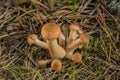 Armillaria mellea. Northern Honey mushrooms is edible wild fungus. Brown mushroom, natural environment background.