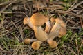 Armillaria mellea. Northern Honey mushrooms is edible wild fungus. Brown mushroom, natural environment background.