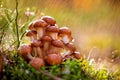 Armillaria Mushrooms of honey agaric In a Sunny forest in the ra Royalty Free Stock Photo