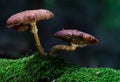 Armillaria ostoyae dark common honey fungus mushroom in colourful autumn forest