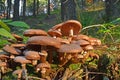 Armillaria ostoyae mushroom Royalty Free Stock Photo