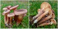 Armillaria ostoyae mushroom