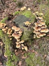 Armillaria ostoyae mushrooms, dark hallimasch in close-up.