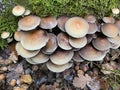 Armillaria ostoyae mushrooms.