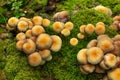 Armillaria ostoyae mushrooms, dark hallimasch in a forest