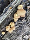 Armillaria ostoyae mushrooms, dark hallimasch in a forest.