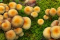 Armillaria ostoyae mushrooms, dark hallimasch in a forest