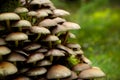 Armillaria ostoyae mushrooms, dark hallimasch in a forest