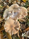 Armillaria ostoyae mushrooms, dark hallimasch in a forest.