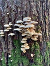 Armillaria ostoyae mushrooms, dark hallimasch in the Rijster forest. Royalty Free Stock Photo