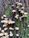 Armillaria ostoyae mushrooms, dark hallimasch in the Rijster forest. Royalty Free Stock Photo