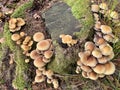 Armillaria ostoyae mushrooms. Royalty Free Stock Photo