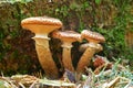 Armillaria ostoyae mushroom Royalty Free Stock Photo