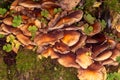 Armillaria summer Kuehneromyces mutabilis Royalty Free Stock Photo