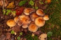 Armillaria summer Kuehneromyces mutabilis