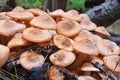 Armillaria tabescens mushroom