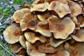 Armillaria tabescens mushroom