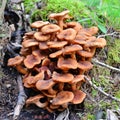 Armillaria tabescens mushroom