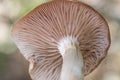 Armillaria tabescens Ringless honey mushroom light brown mushroom pink blades cuticle with scales growing in a large group on a