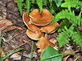 Armillaria Tabescens Ringless Honey Mushroom