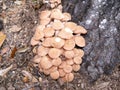 Armillaria tabescens or ringless honey mushrooms