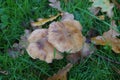 Armillariella mellea mushroom Royalty Free Stock Photo