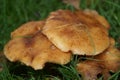 Armillariella mellea mushroom Royalty Free Stock Photo