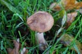 Armillariella mellea mushroom Royalty Free Stock Photo