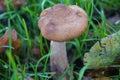 Armillariella mellea mushroom Royalty Free Stock Photo