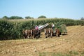 The Armish Harvesting the corn field.