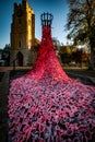 Armistice Poppy Display Royalty Free Stock Photo