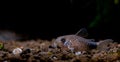 Armored catfish or Cory catfish stay calm on aquatic soil with dark background in fresh water aquarium tank