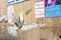 Armored Peace Dove Royalty Free Stock Photo