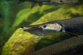 Armored pike, alligator fish in an aquarium