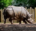 `Armour plated` Greater one horned rhino at Chester Zoo, UK