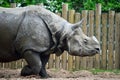 `Armour plated` Greater one horned rhino at Chester Zoo, UK