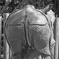 `Armour plated` rear end of Greater one horned rhino at Chester Zoo, UK